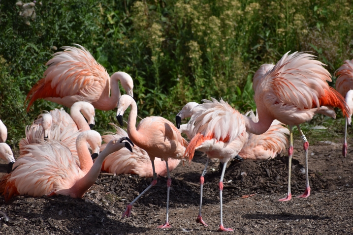 Chilean flamingo flock sitting on mud nests at WWT Martin Mere